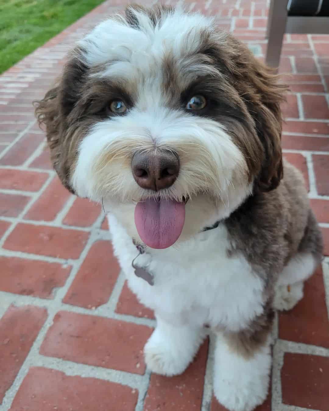 mini aussiedoodle