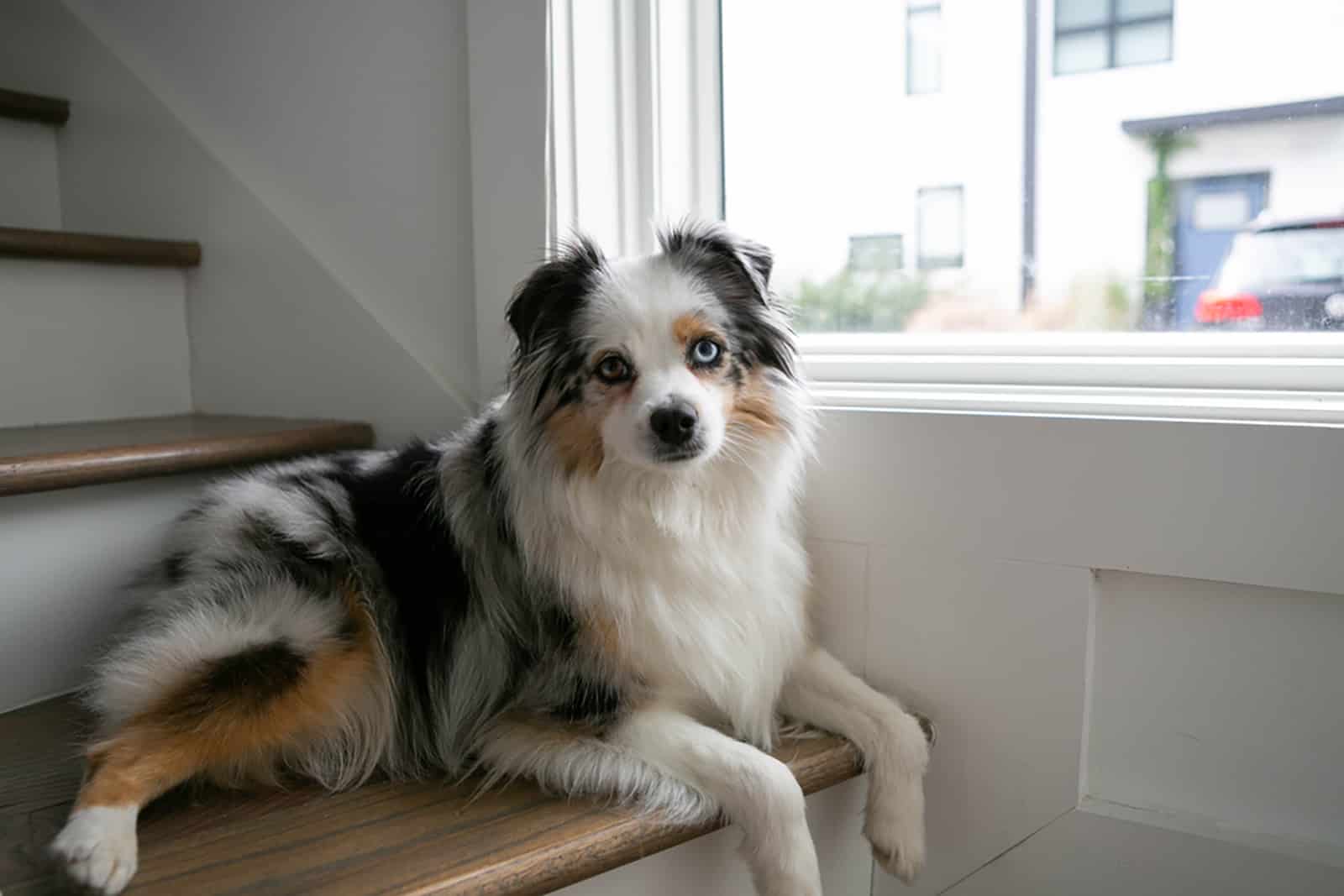 mini australian shepard sitting by window indoors