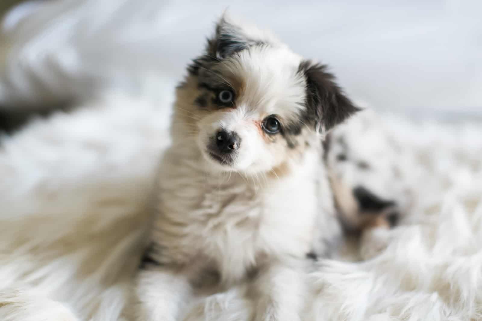 mini australian shepard puppy on white bed