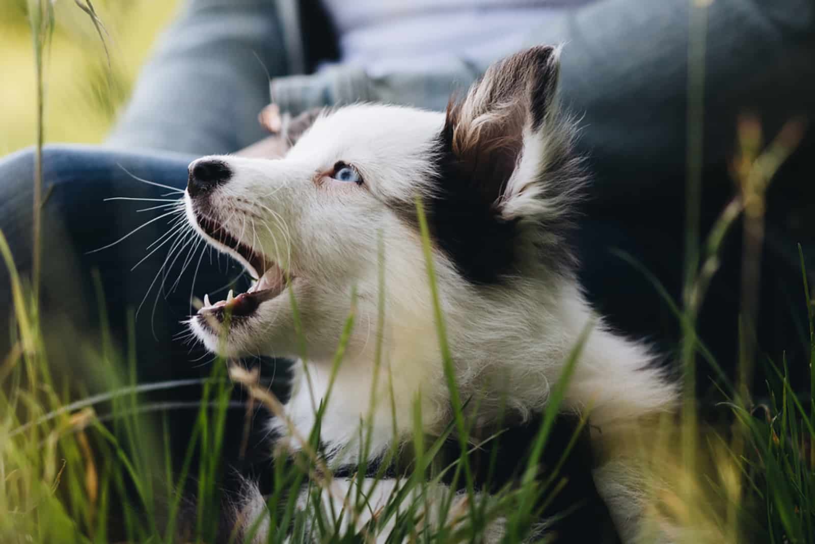 mini australian shepherd barking and lying in the grass