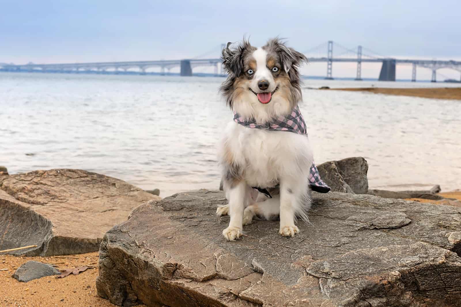 mini australian shepherd sitting on a rock on the beach