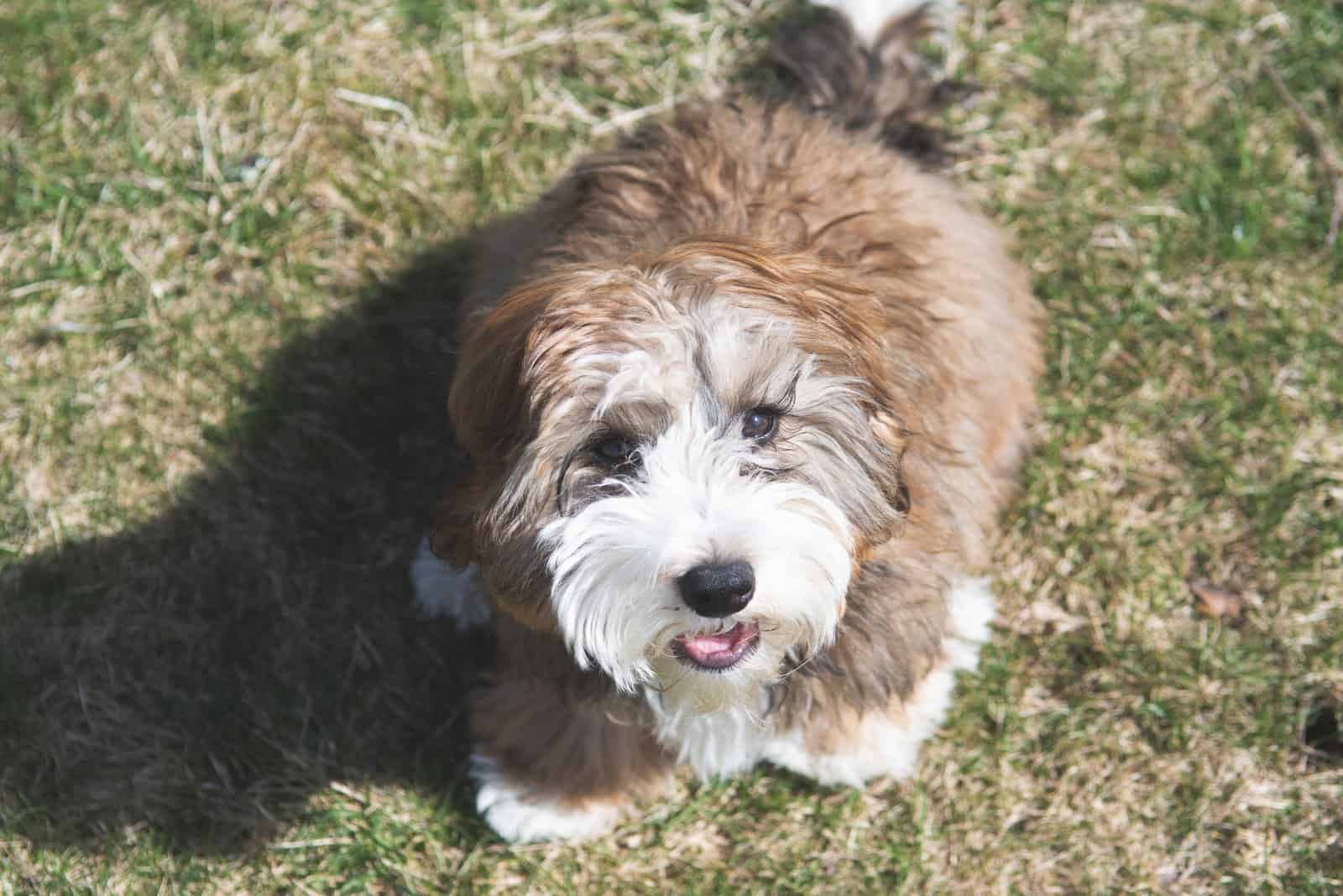 mini Bernedoodle looking up