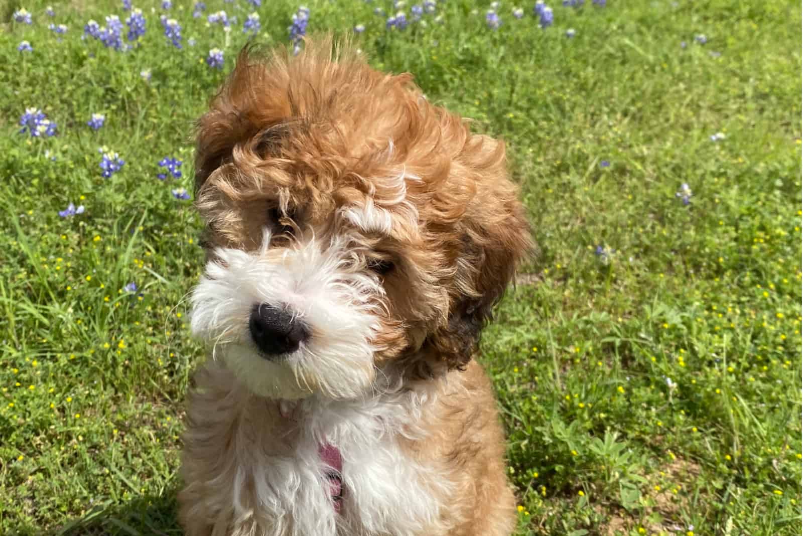 Mini Bernedoodle looking up at camera