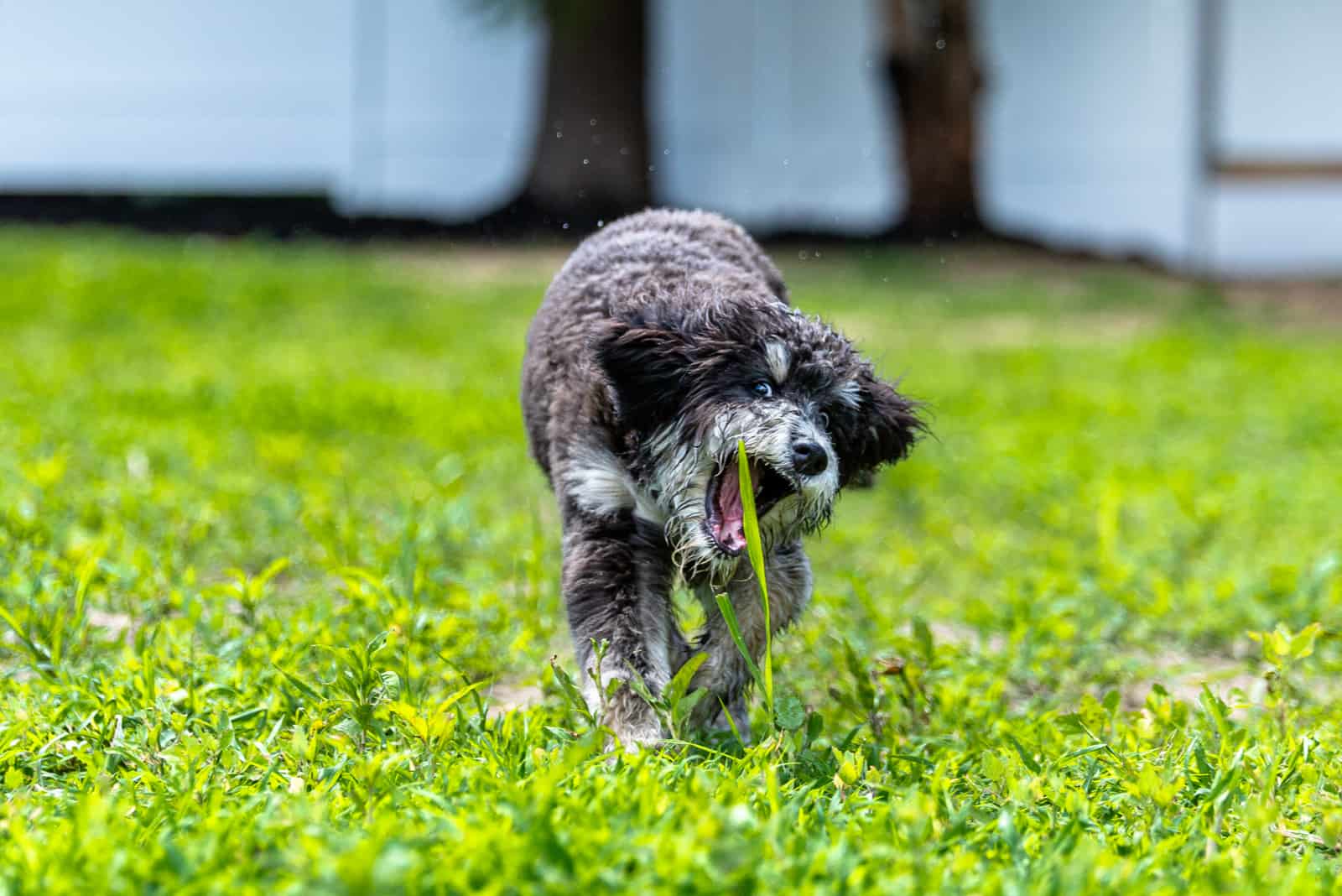 Mini Bernedoodle playing with grass