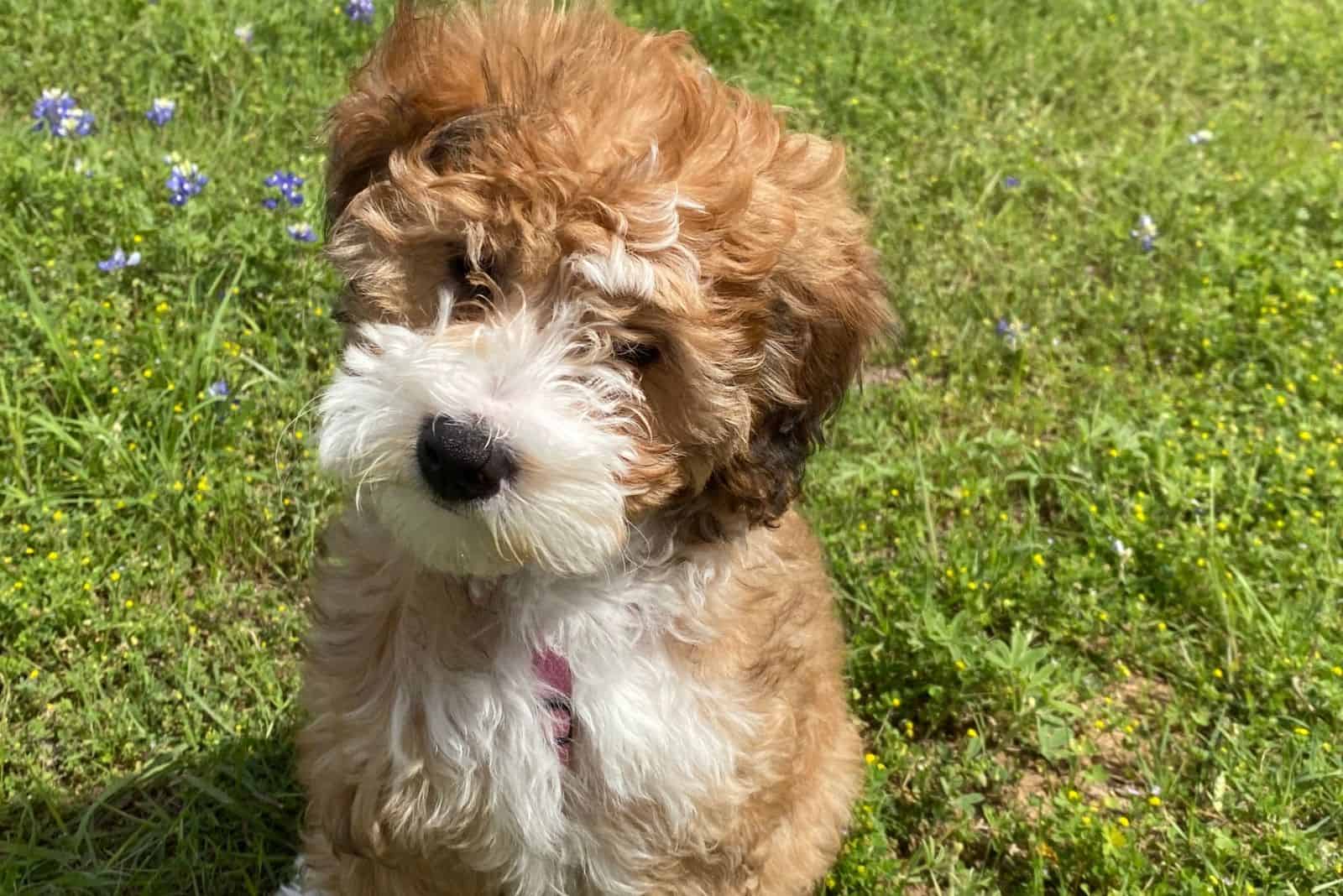 Mini Bernedoodle Puppy sitting in field