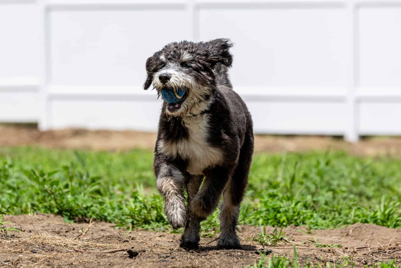 Mini Bernedoodle running outside