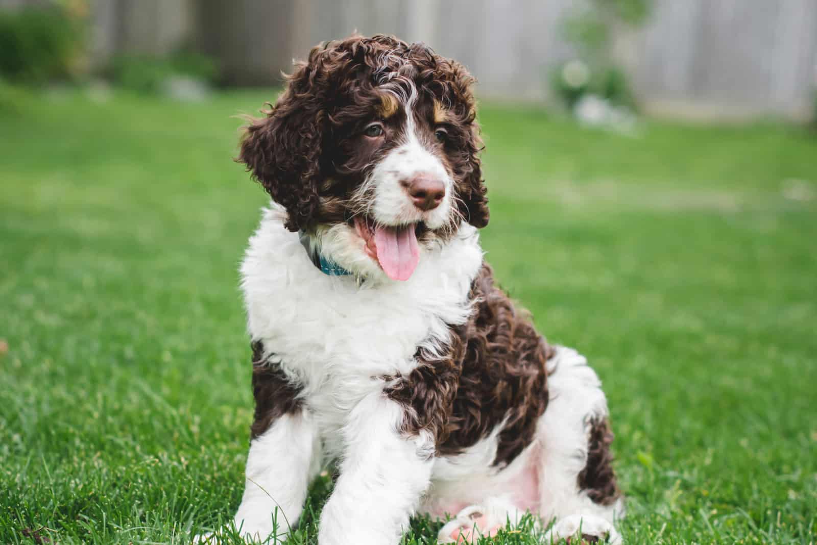 Mini Bernedoodle sitting on grass looking away