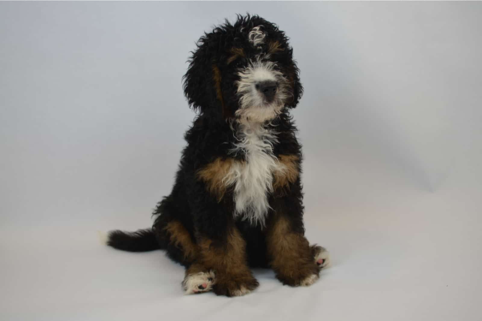 Mini Bernedoodle sitting with white background