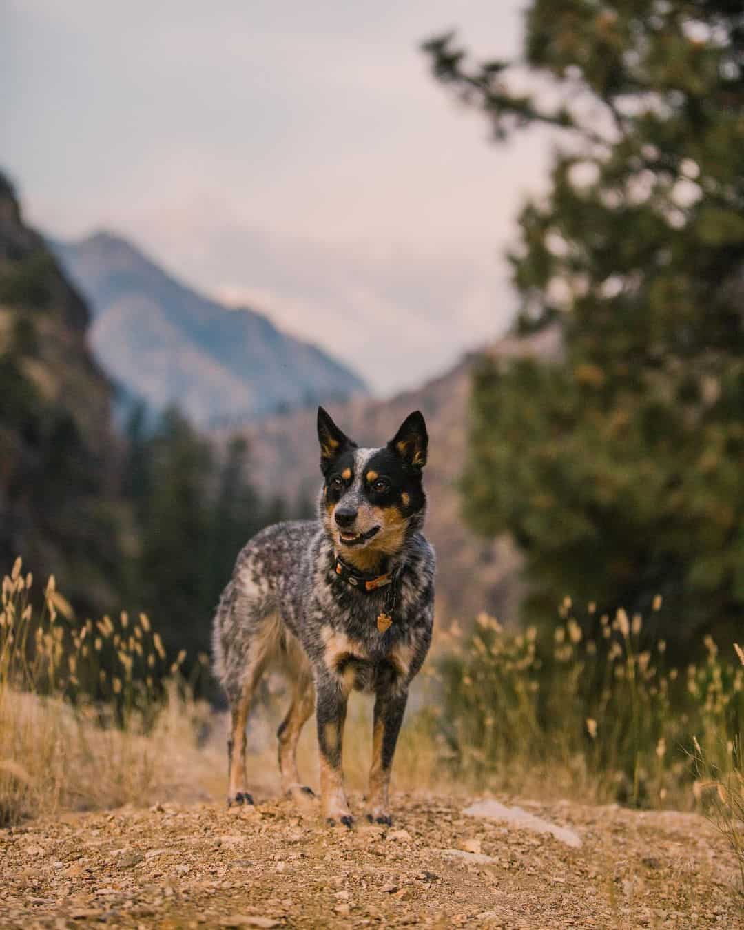 Mini Blue Heeler in nature