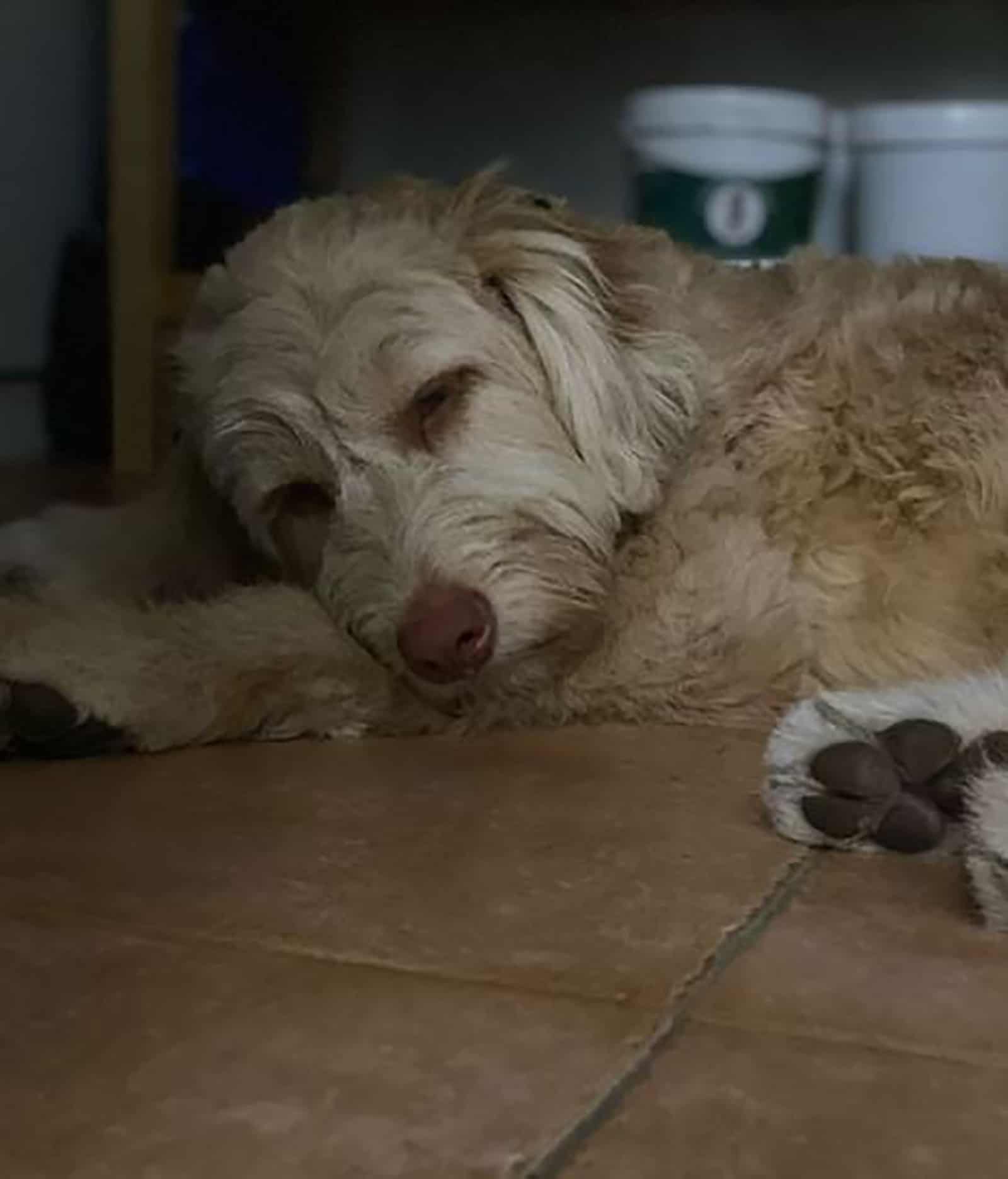 mini bordoodle dog sleeping on the floor