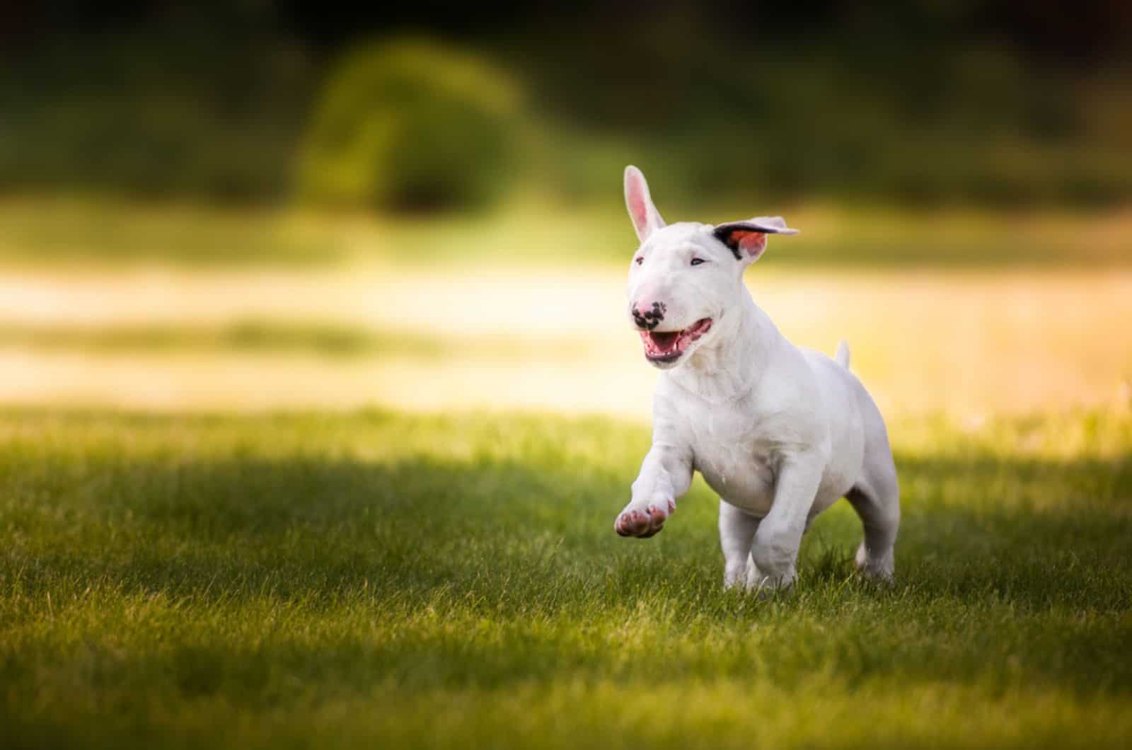 mini bull terrier running in the park