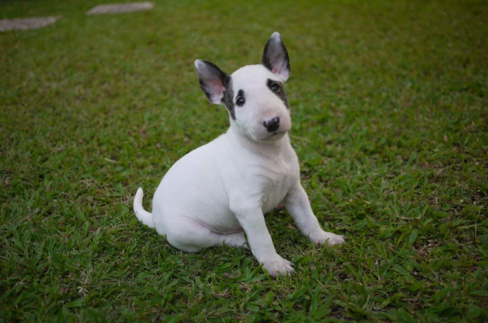 mini bull terrier sitting on the grass