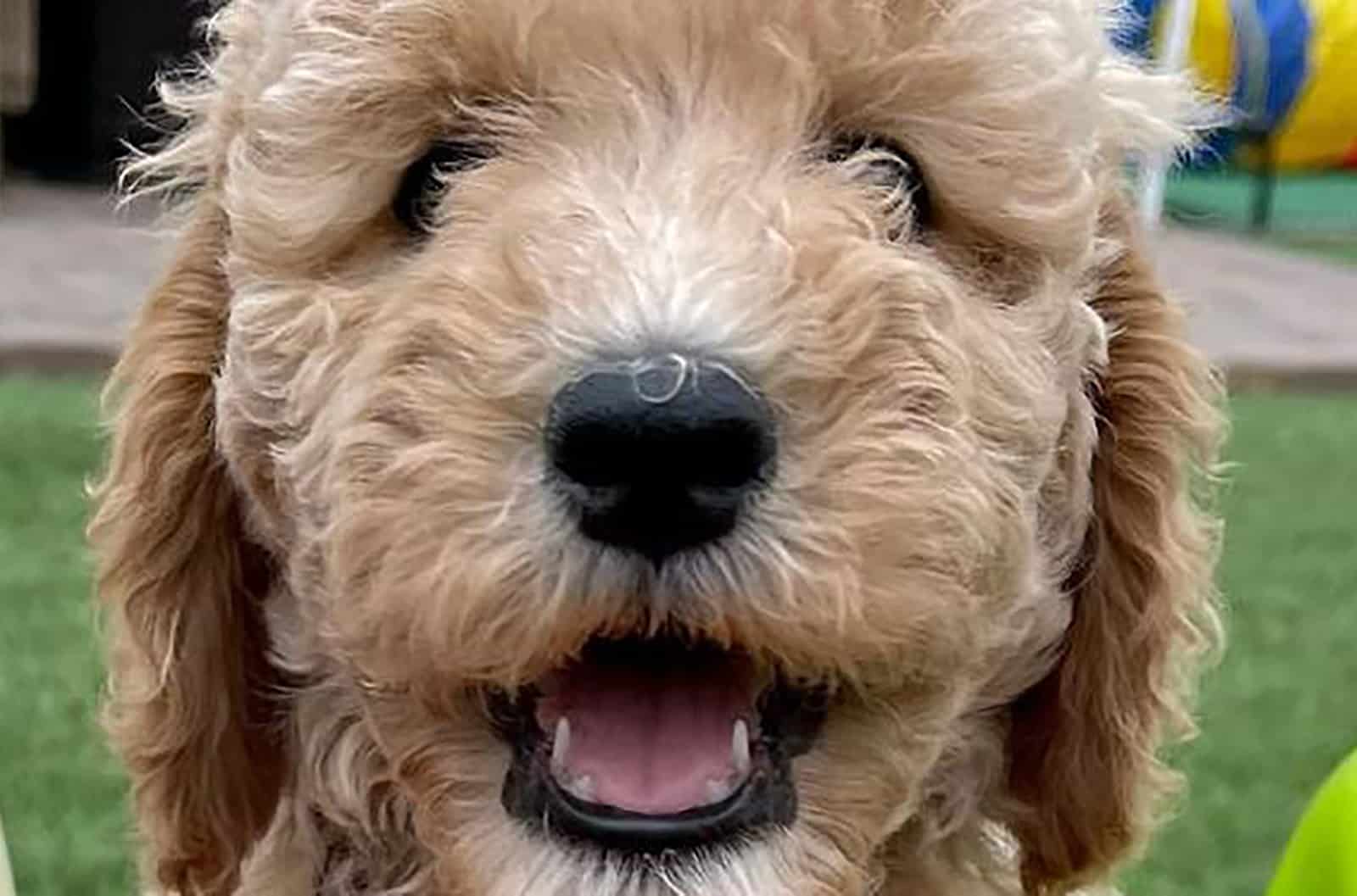 mini cavapoo puppy in the yard