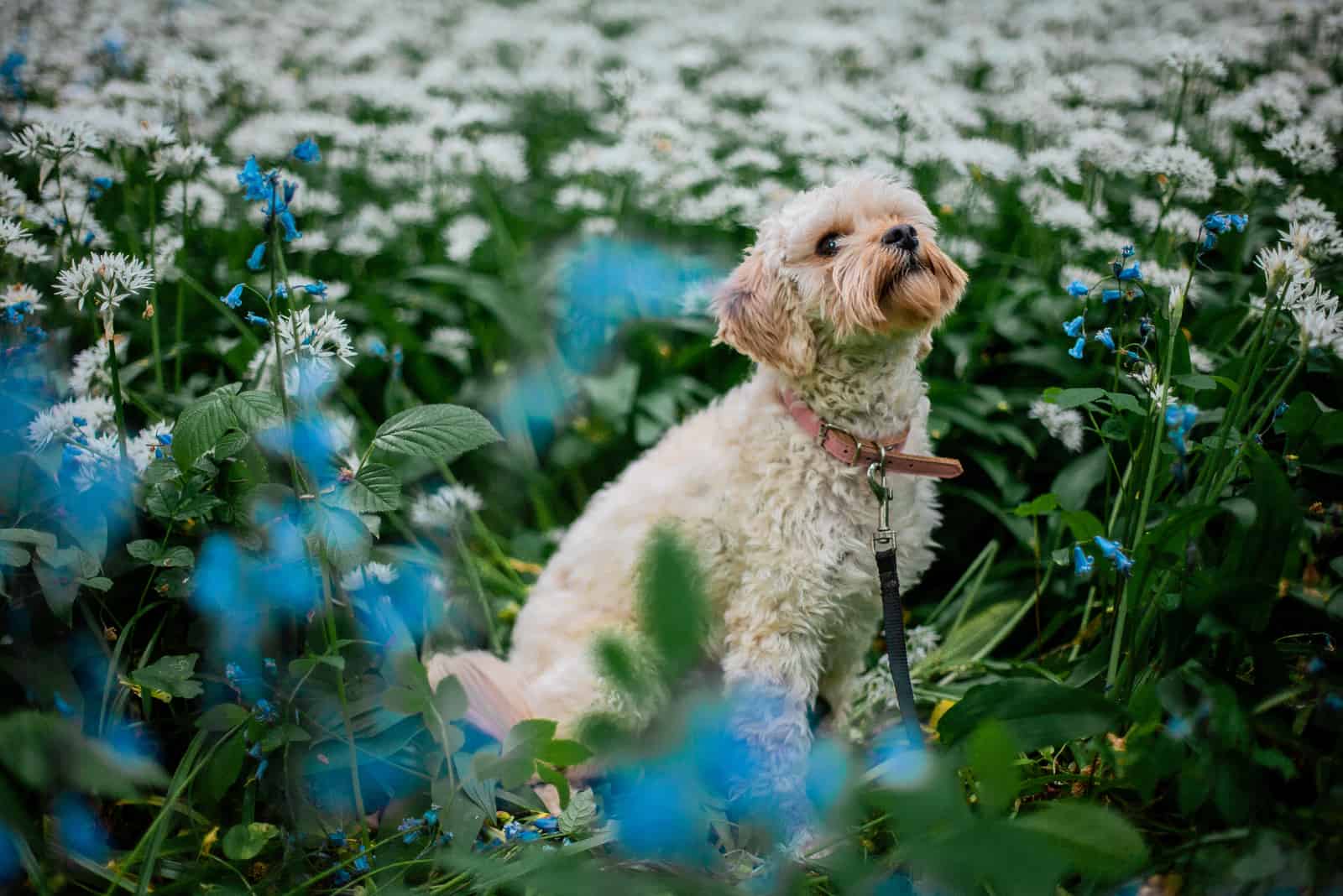 mini cavapoo sitting in white flowers