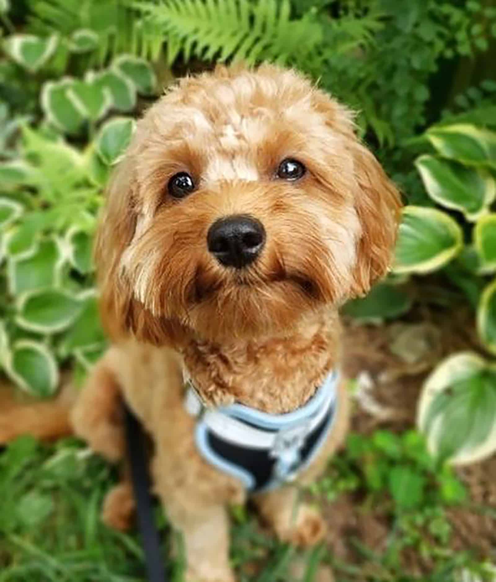 mini cavapoo sitting in the garden