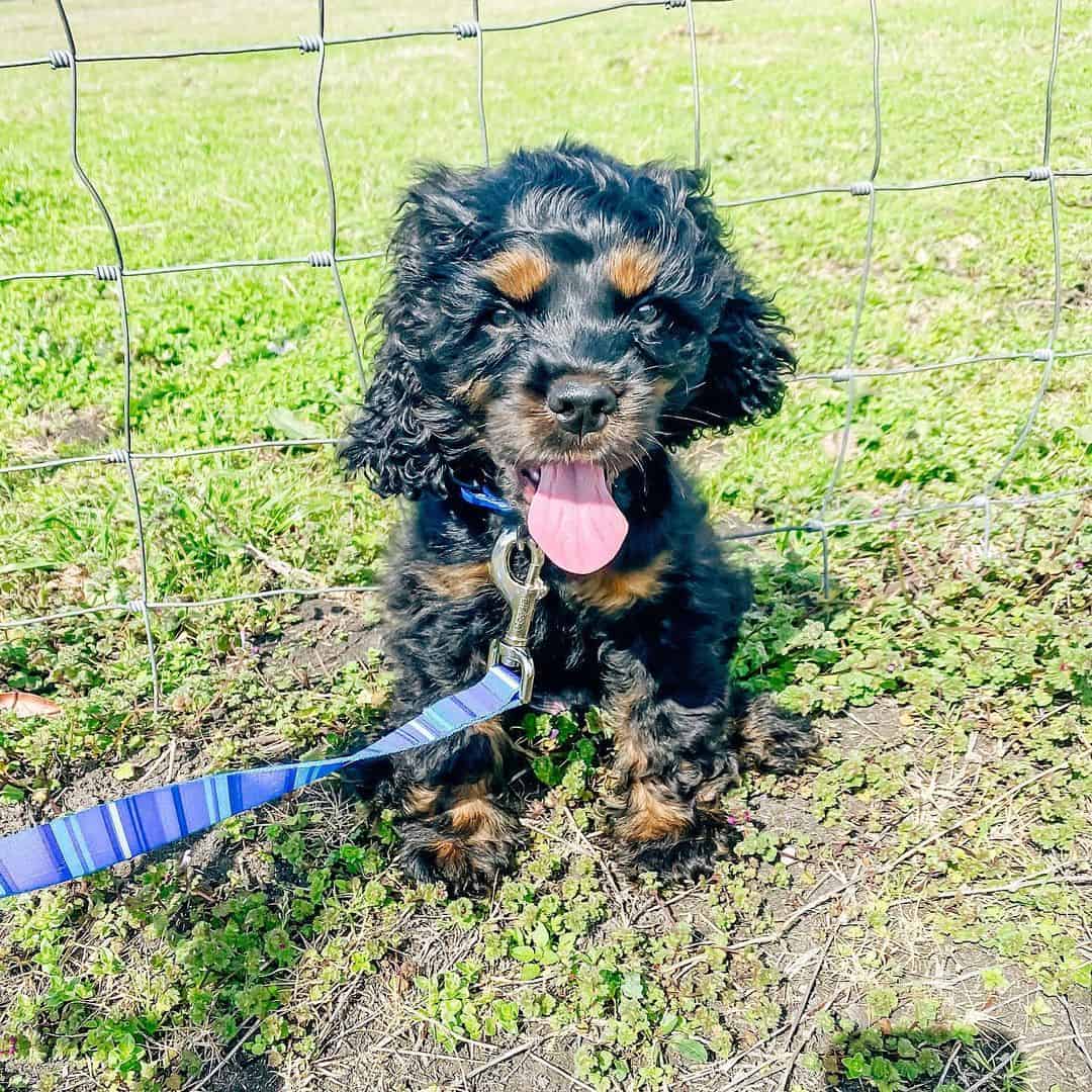 Mini Cocker Spaniel on a leash