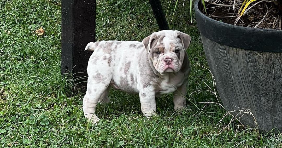 Mini English Bulldog standing on green grass