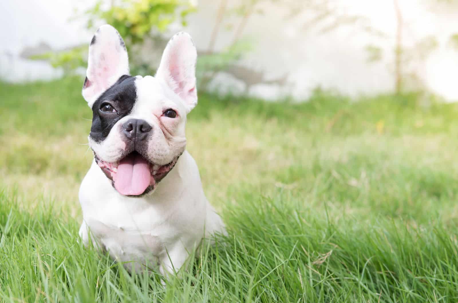 Mini French Bulldog sitting in grass