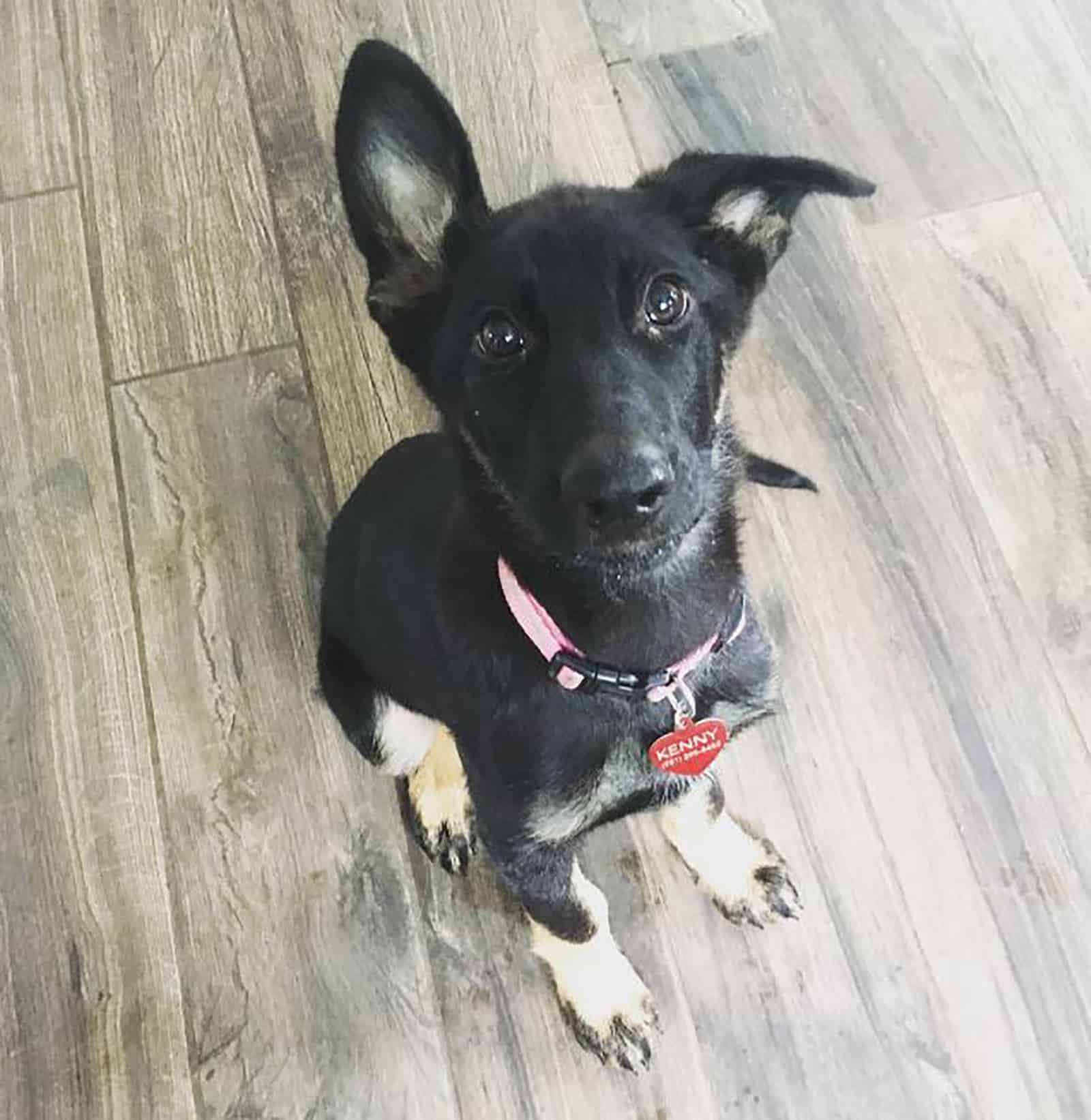 mini german shepherd sitting indoors