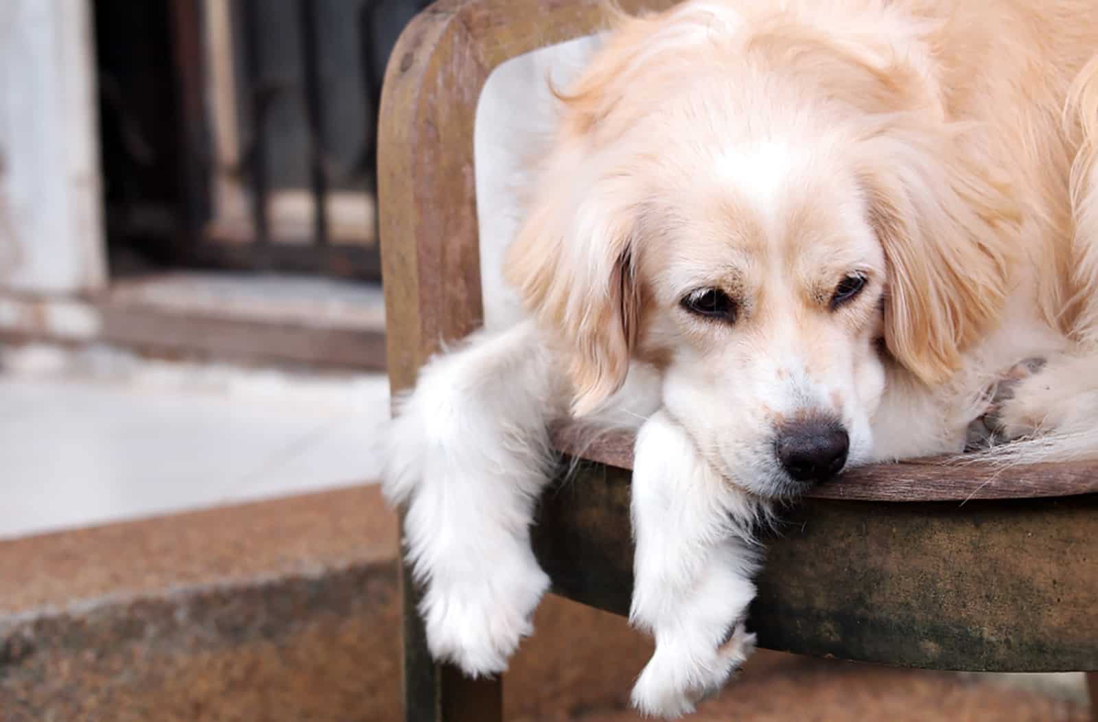 mini golden retriever lying on the chair