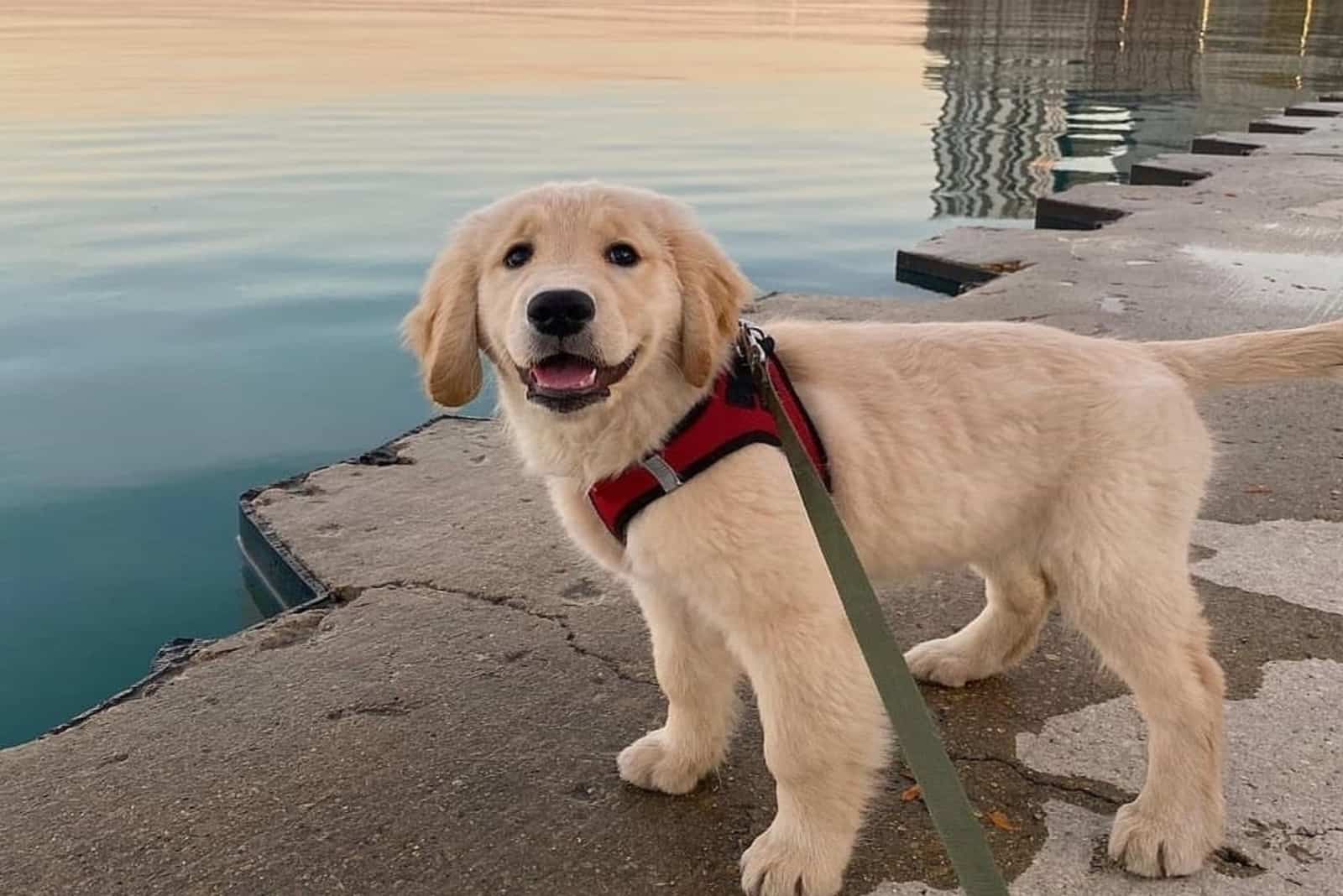 mini golden retriever breeders