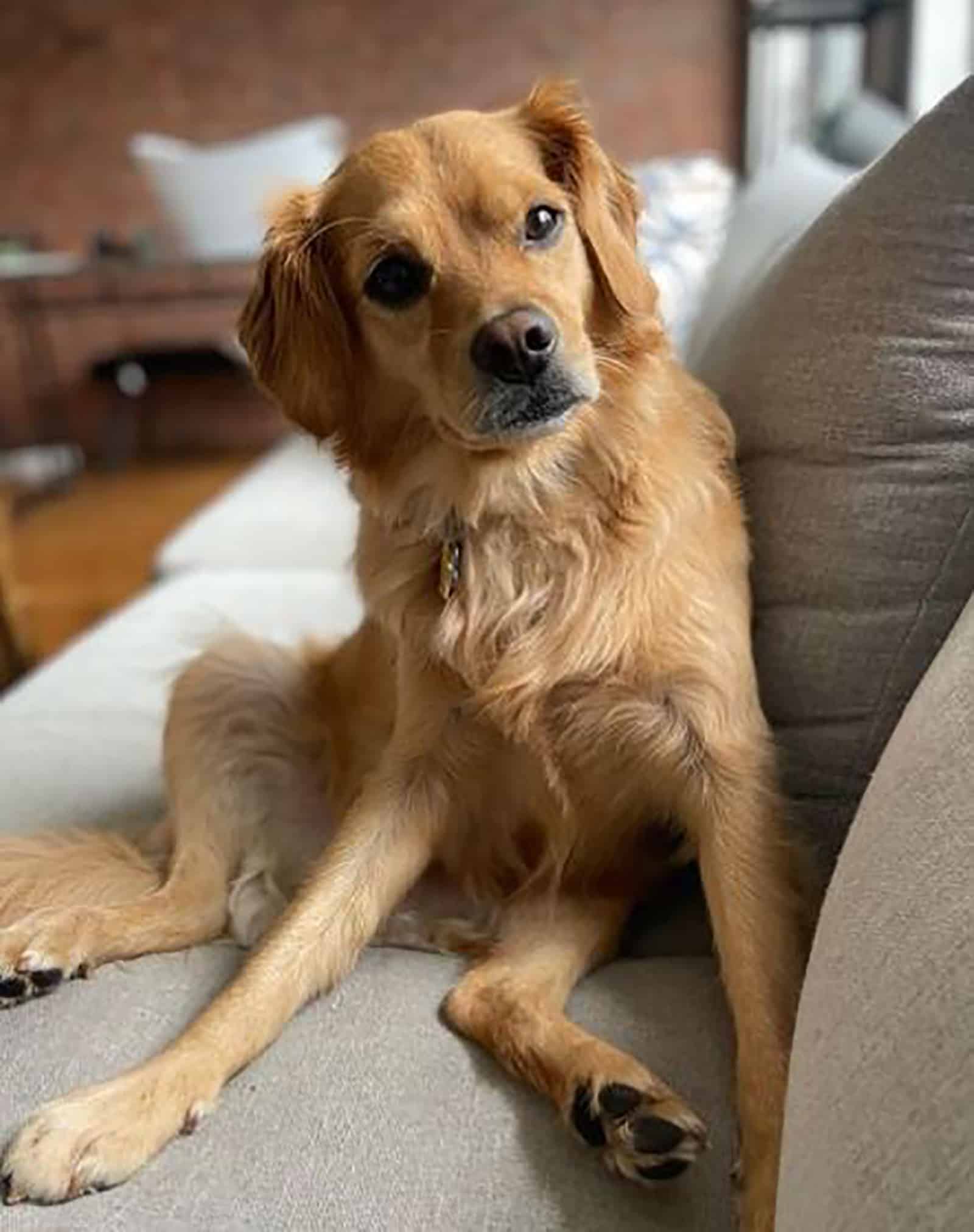 mini golden retriever dog sitting on the couch