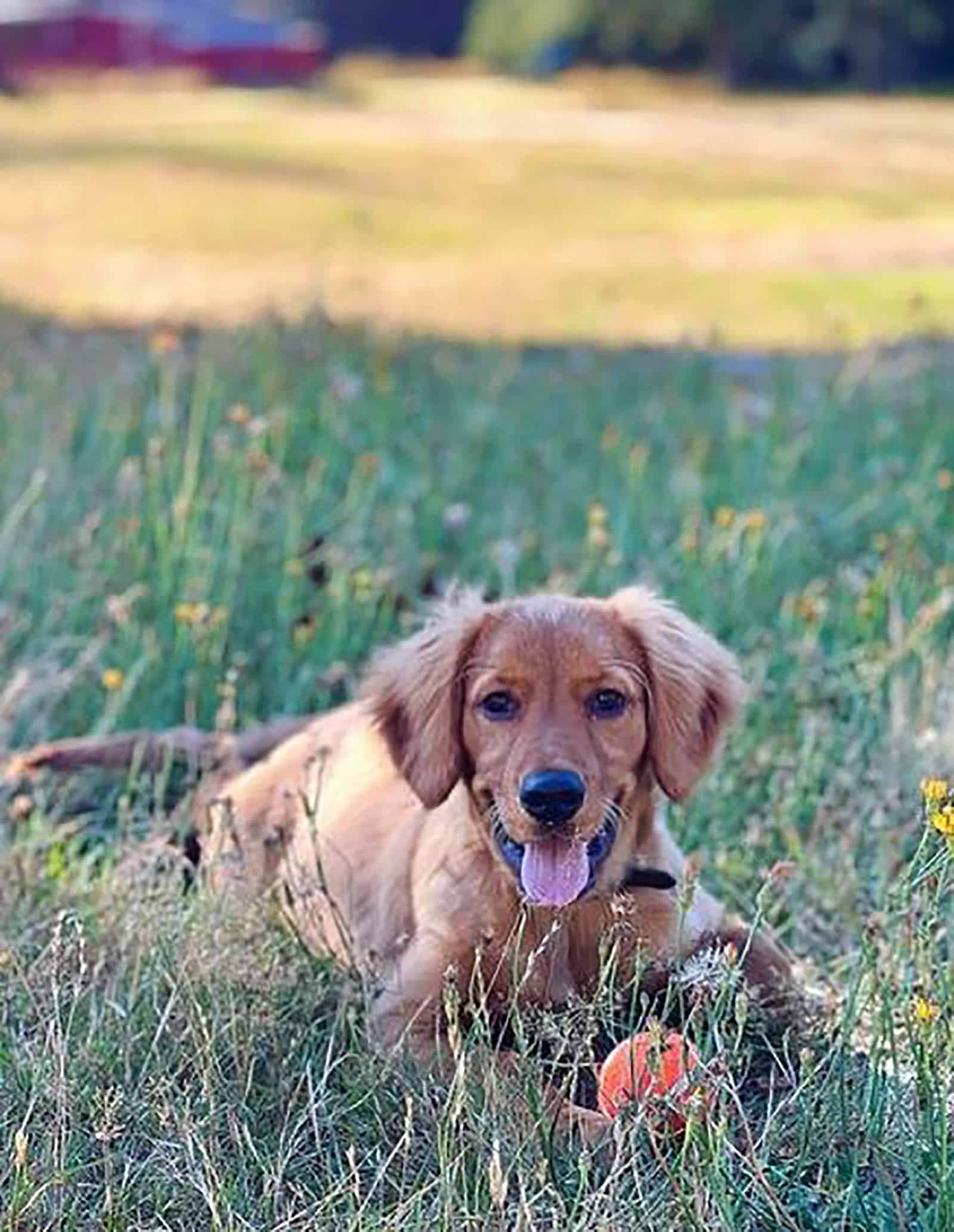 mini golden retriever lying in the grass