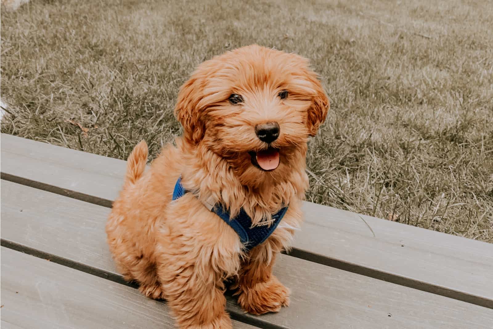 Mini Goldendoodle Puppy