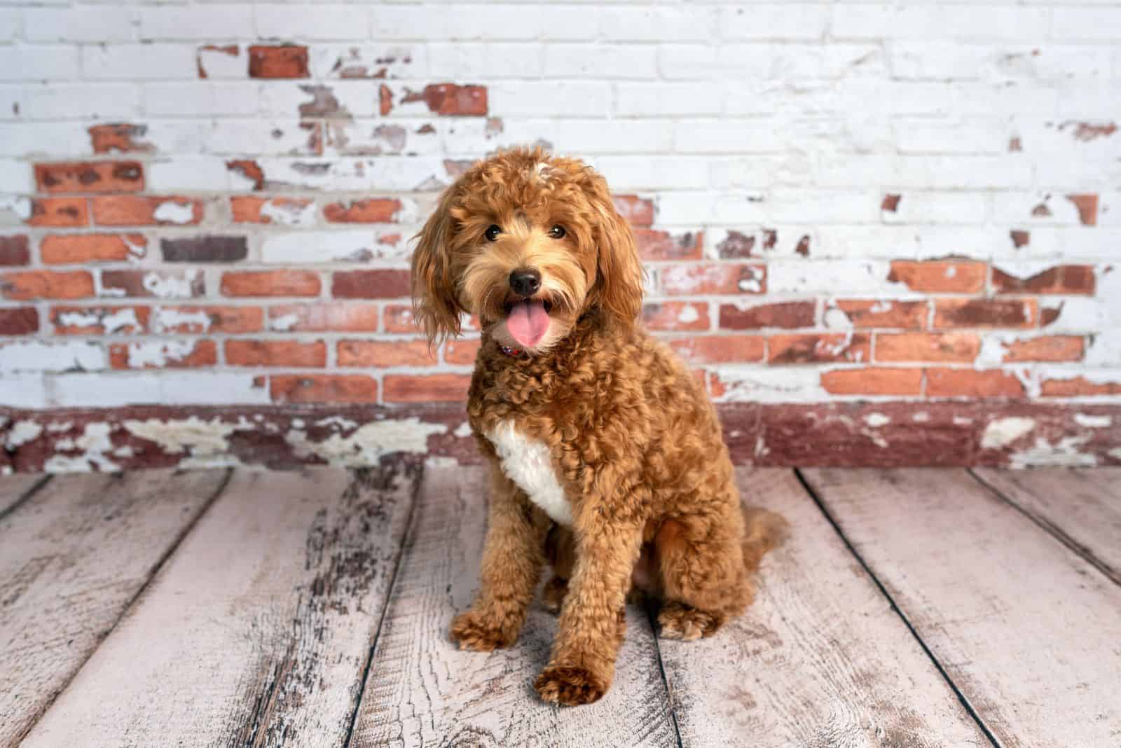 mini goldendoodle sitting on wooden floor