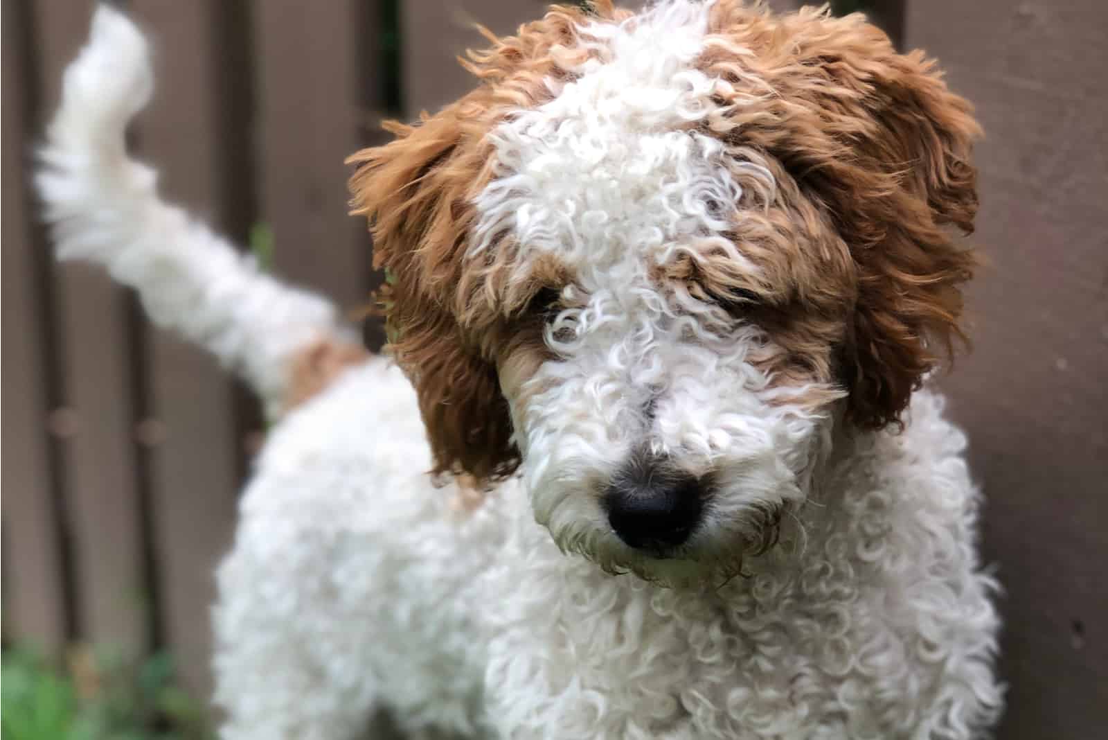 Mini Goldendoodle standing on the grass with fence in background