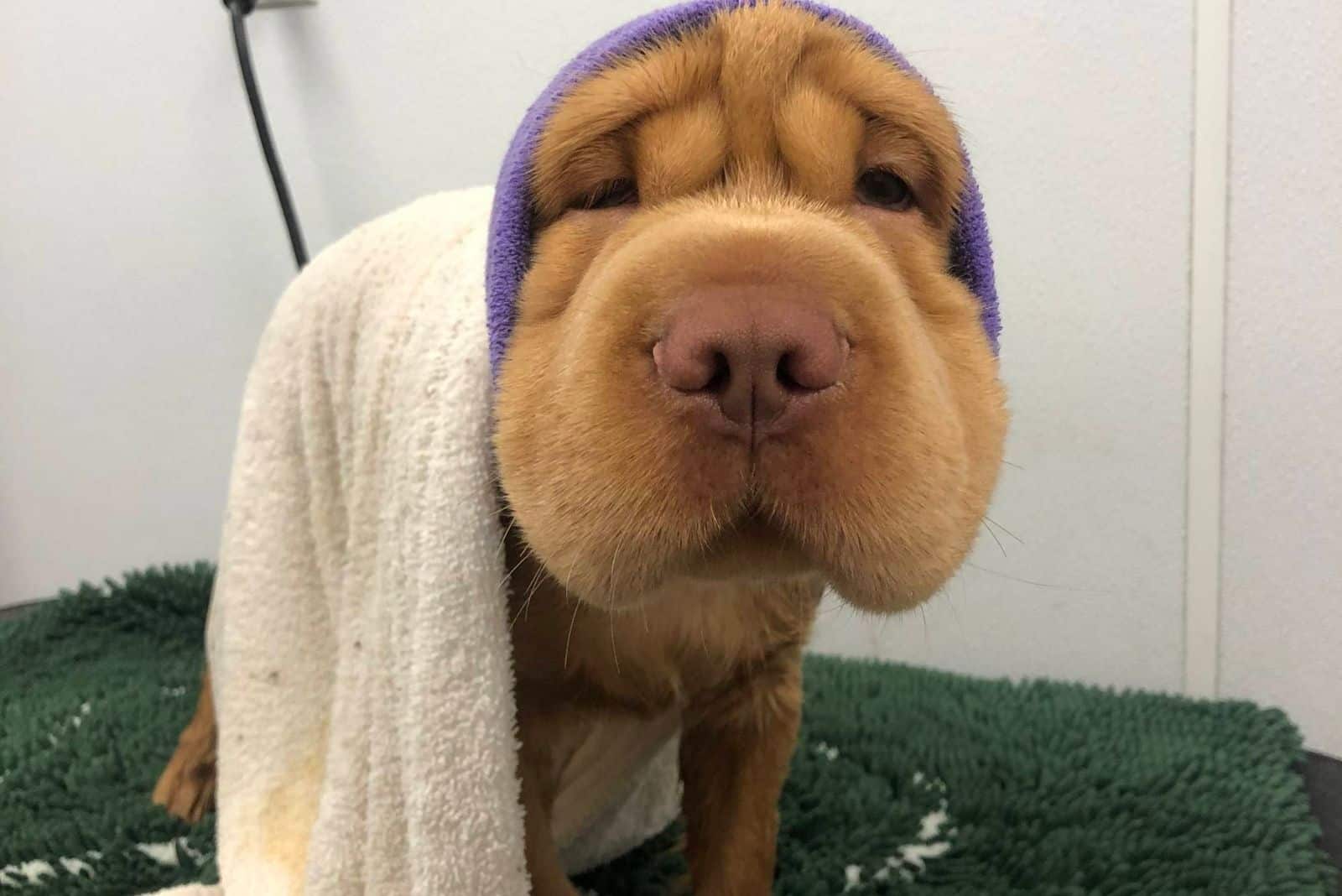 mini hippo dog grooming