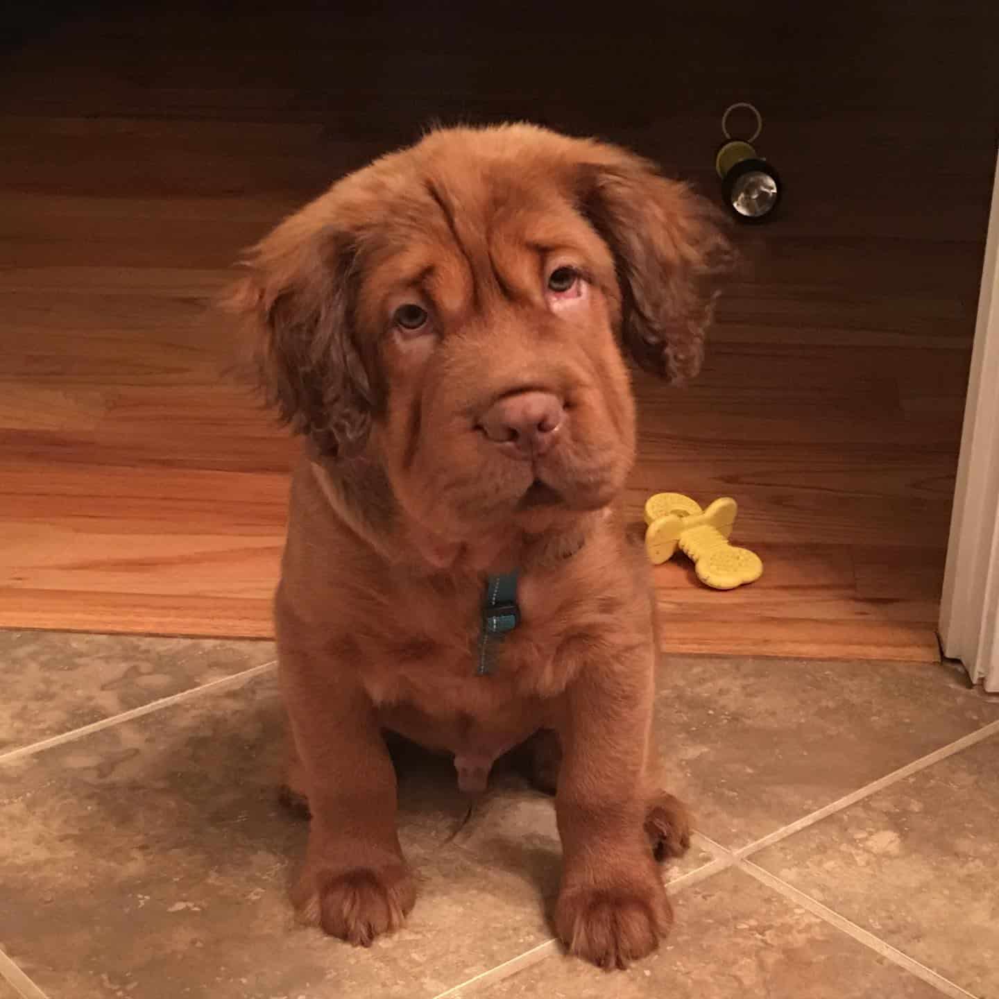 mini hippo dog sitting on the floor