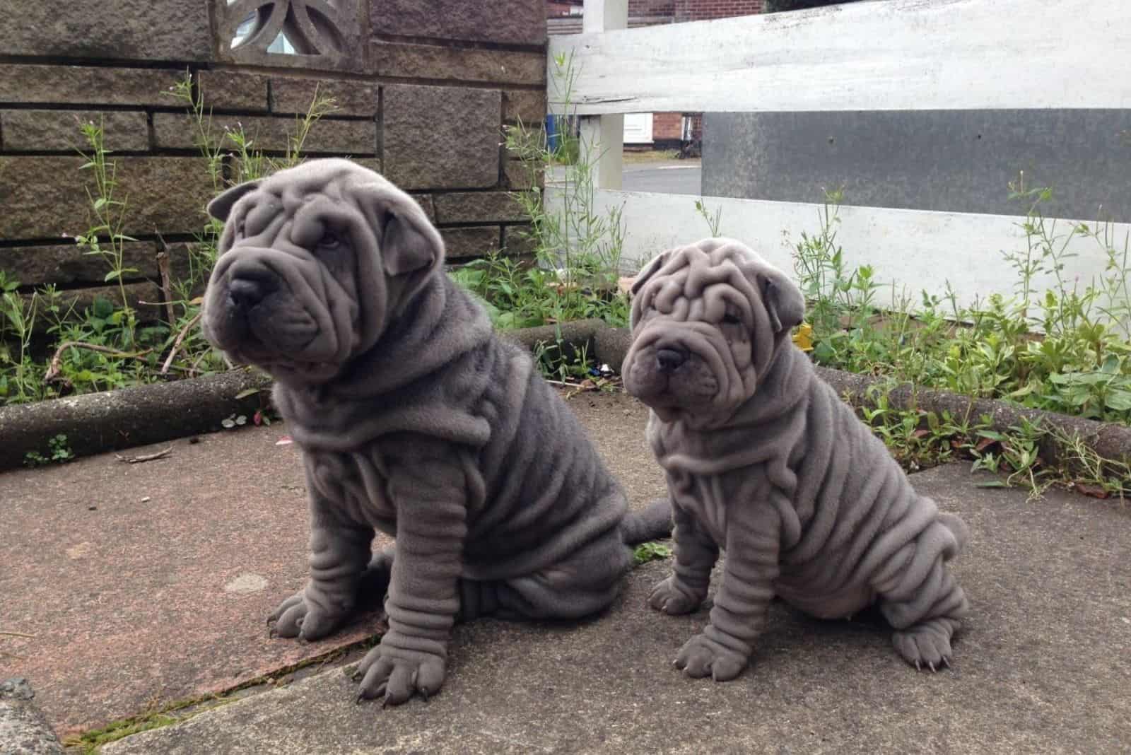 mini hippo puppies