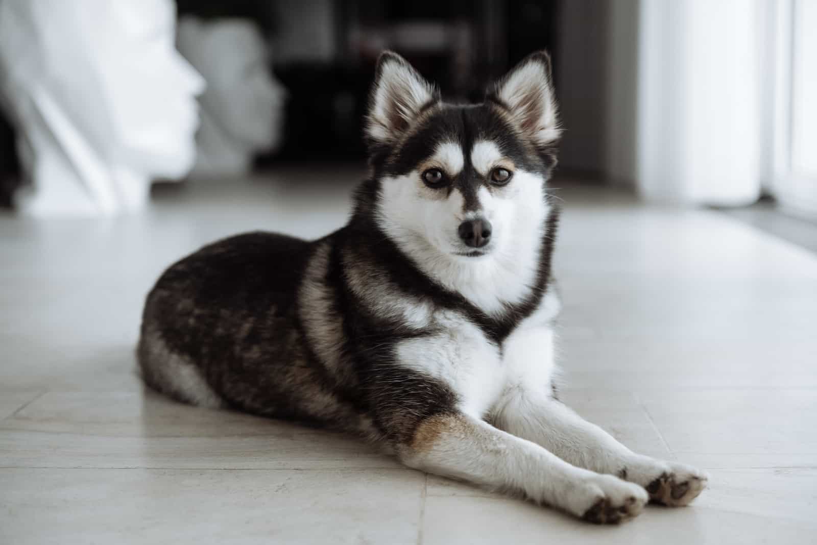 mini husky sitting on floor