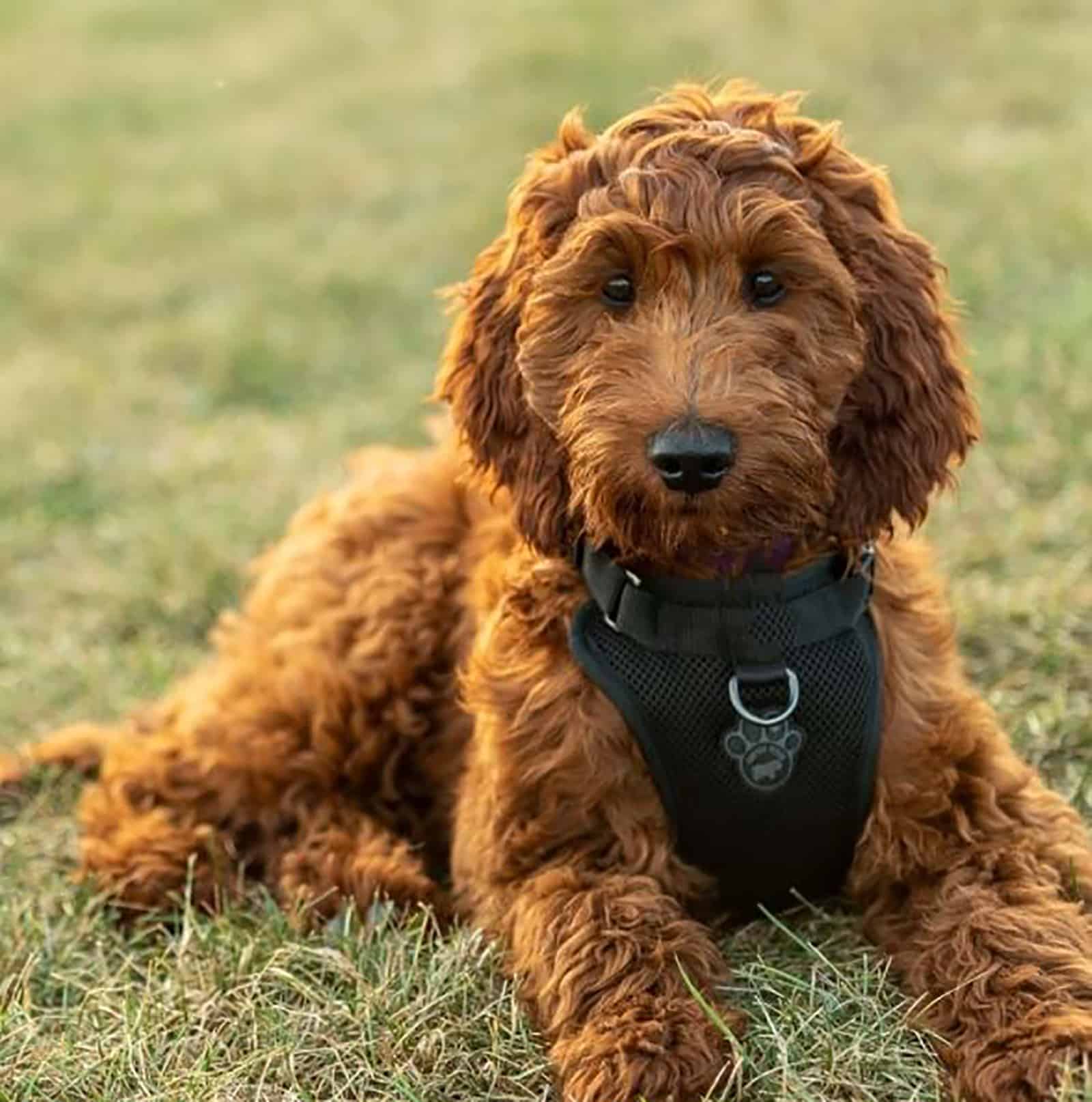 mini irish doodle dog sitting in the grass