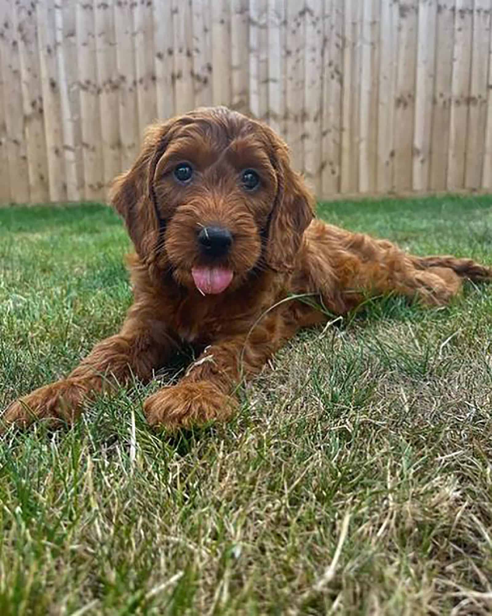 mini irish doodle lying on the grass in the yard