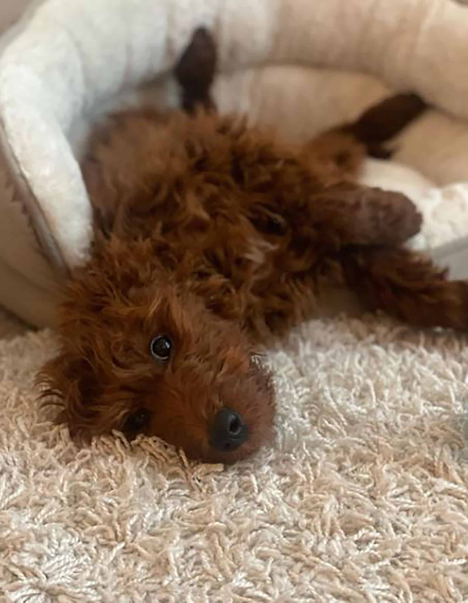 mini irish doodle lying in his bed