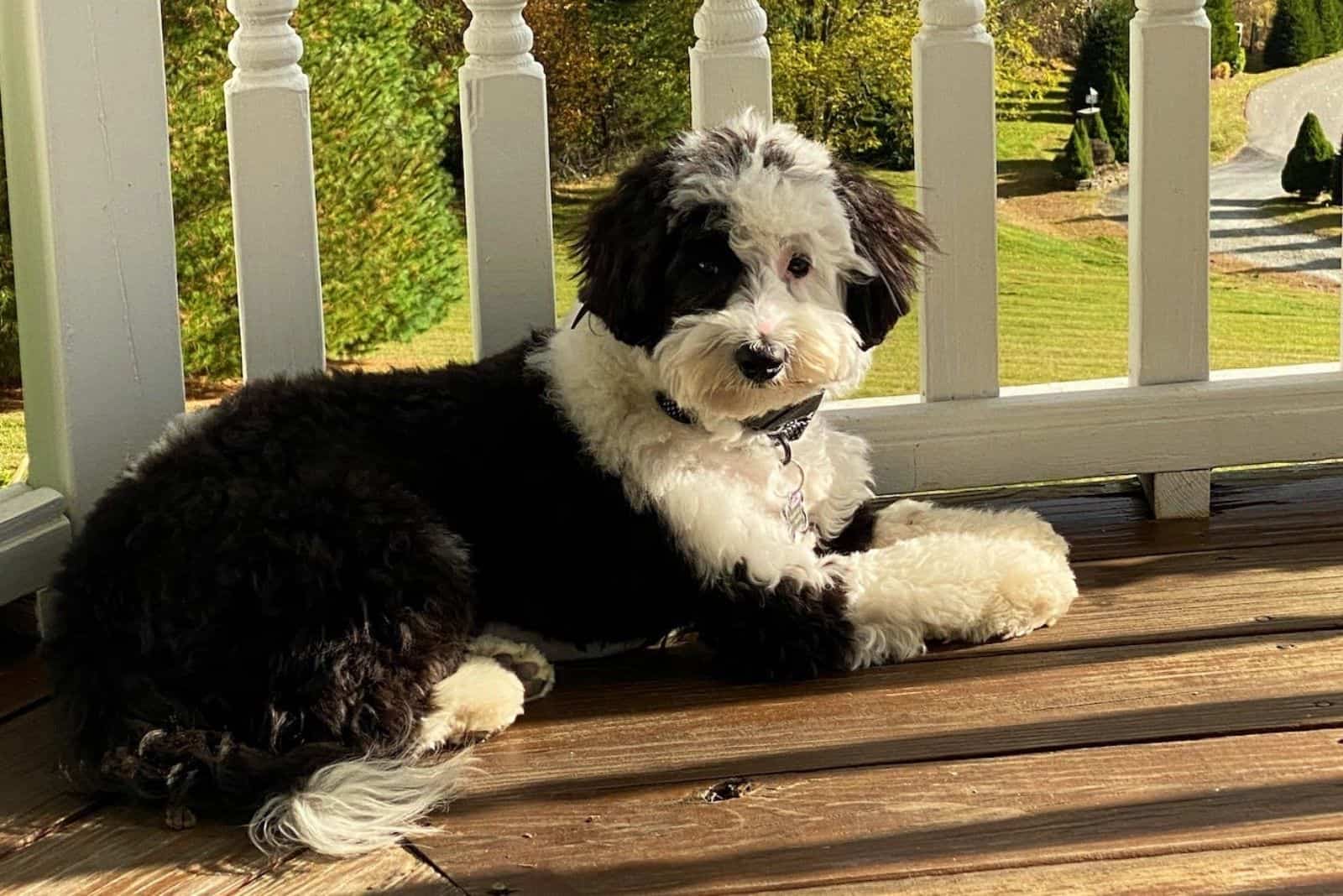 mini sheepadoodle