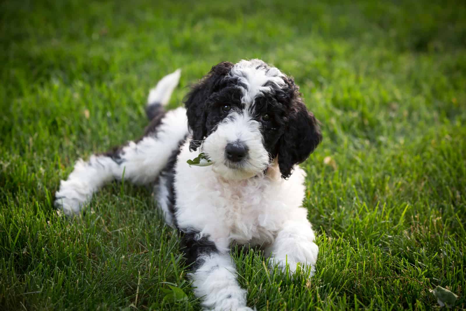 mini sheepadoodle lying on the grass