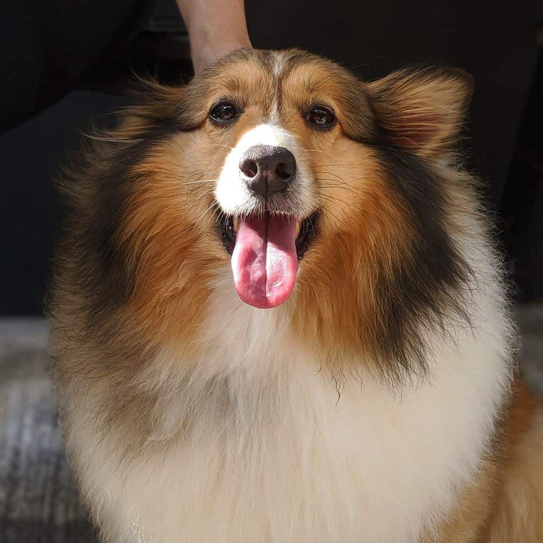 mini sheltie portrait