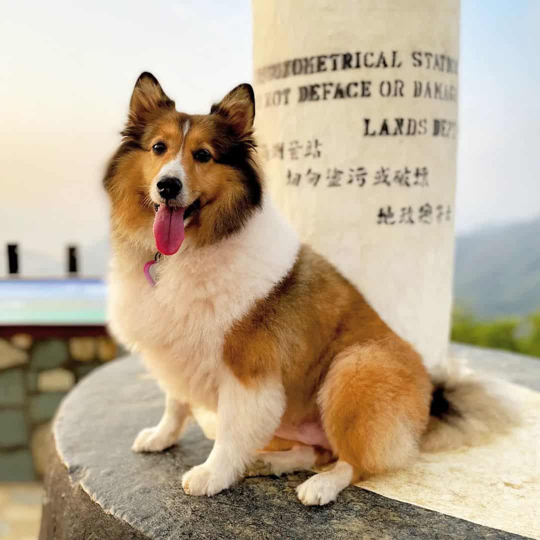 mini sheltie portrait