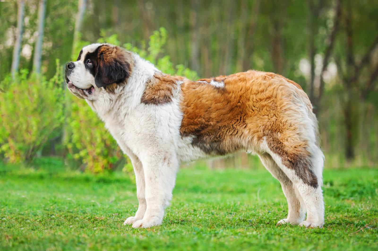 Mini St. Bernard standing on grass