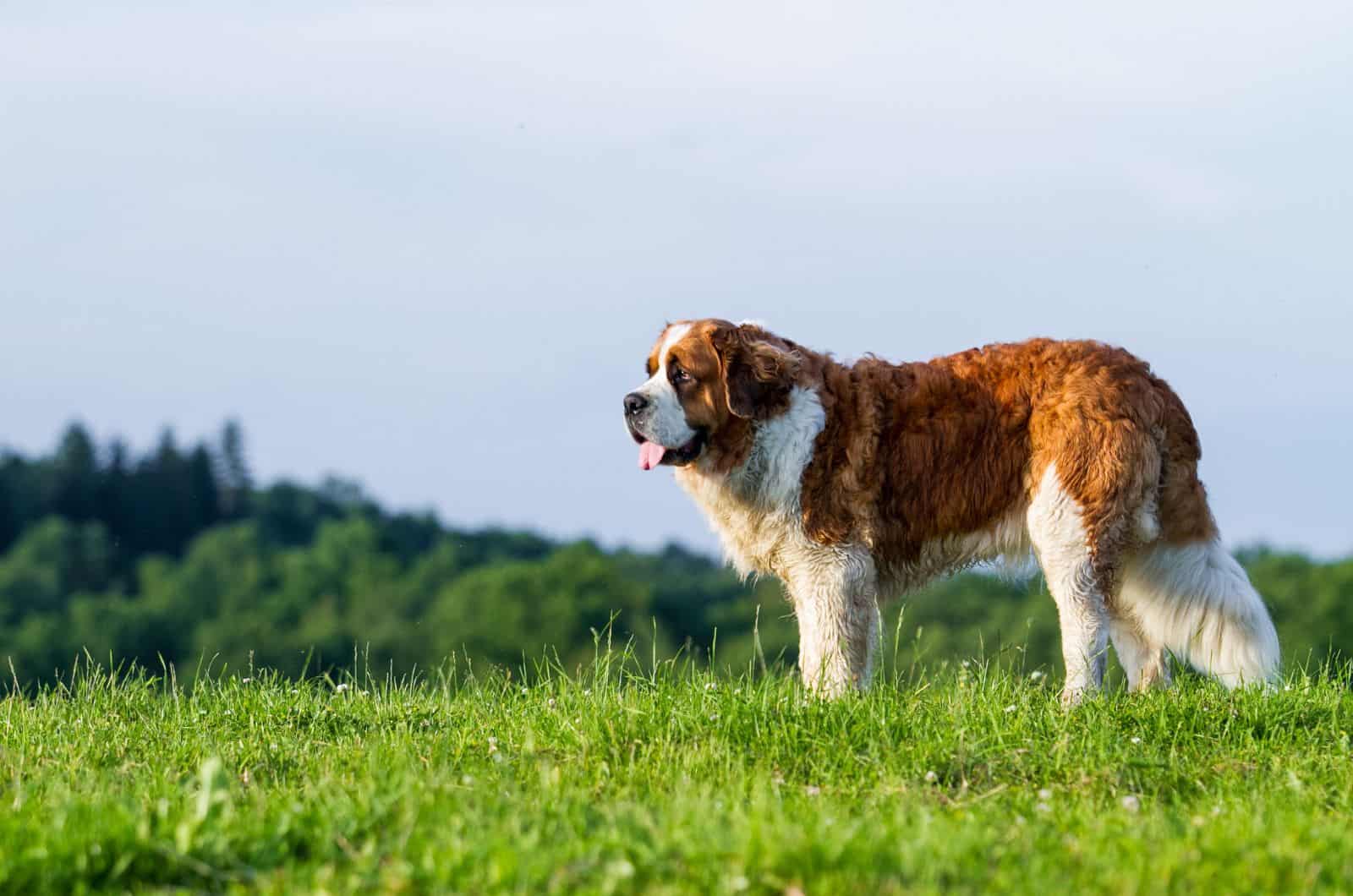 Mini St. Bernard standing outside