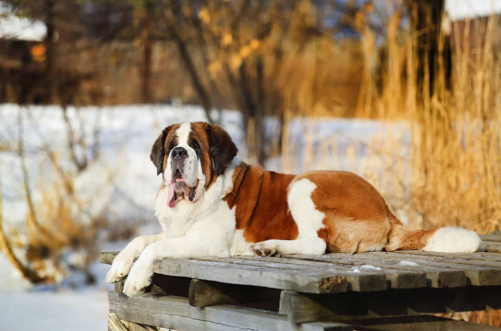 Mini St. Bernard sitting on deck