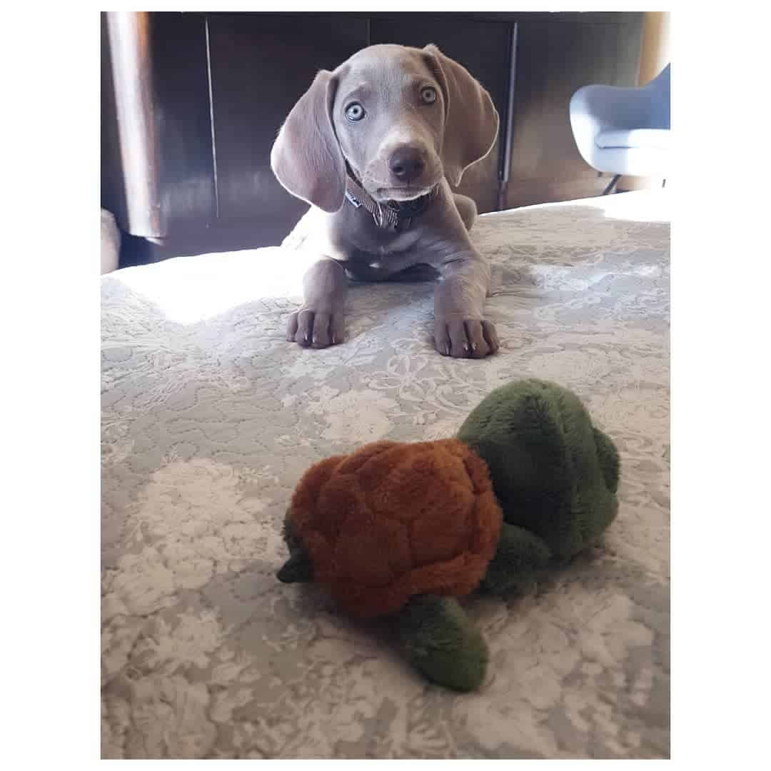 Mini Weimaraner enjoys the bed