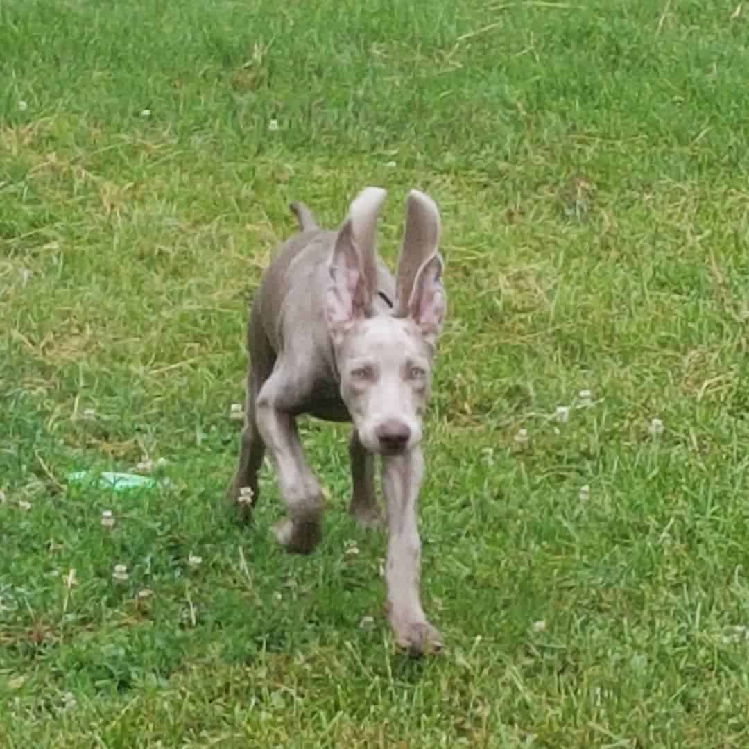 Mini Weimaraners run across the field