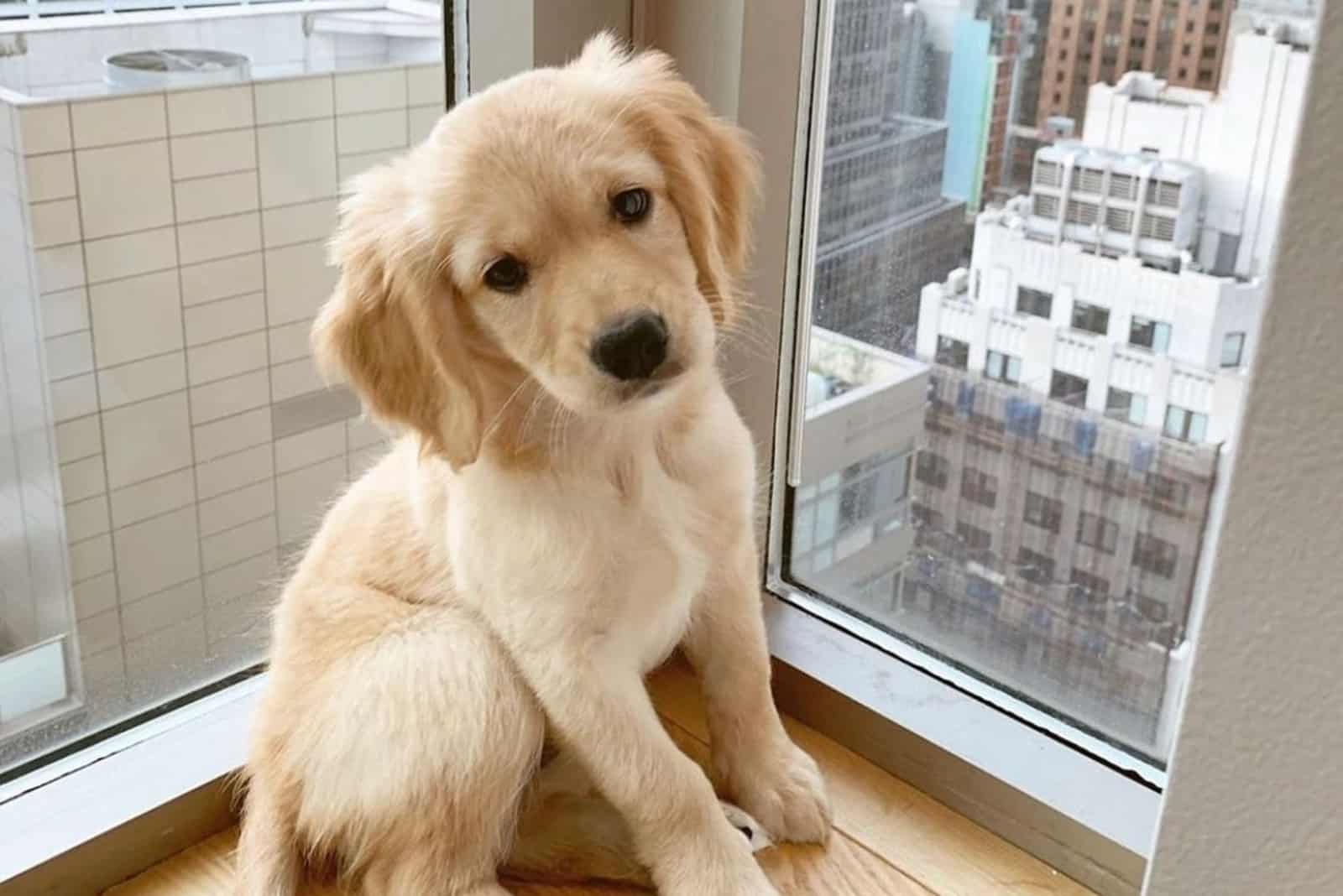 Mini Golden Retriever sitting looking at camera