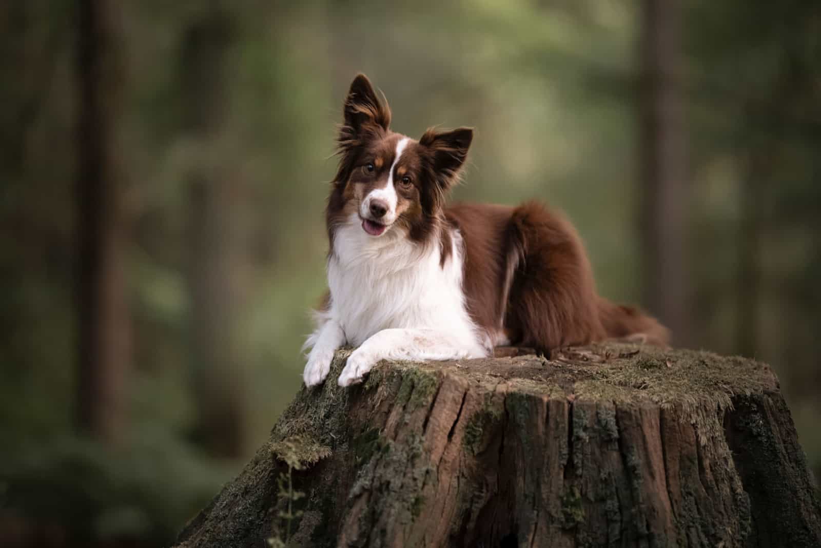 Miniature American Shepherd lying on a tree