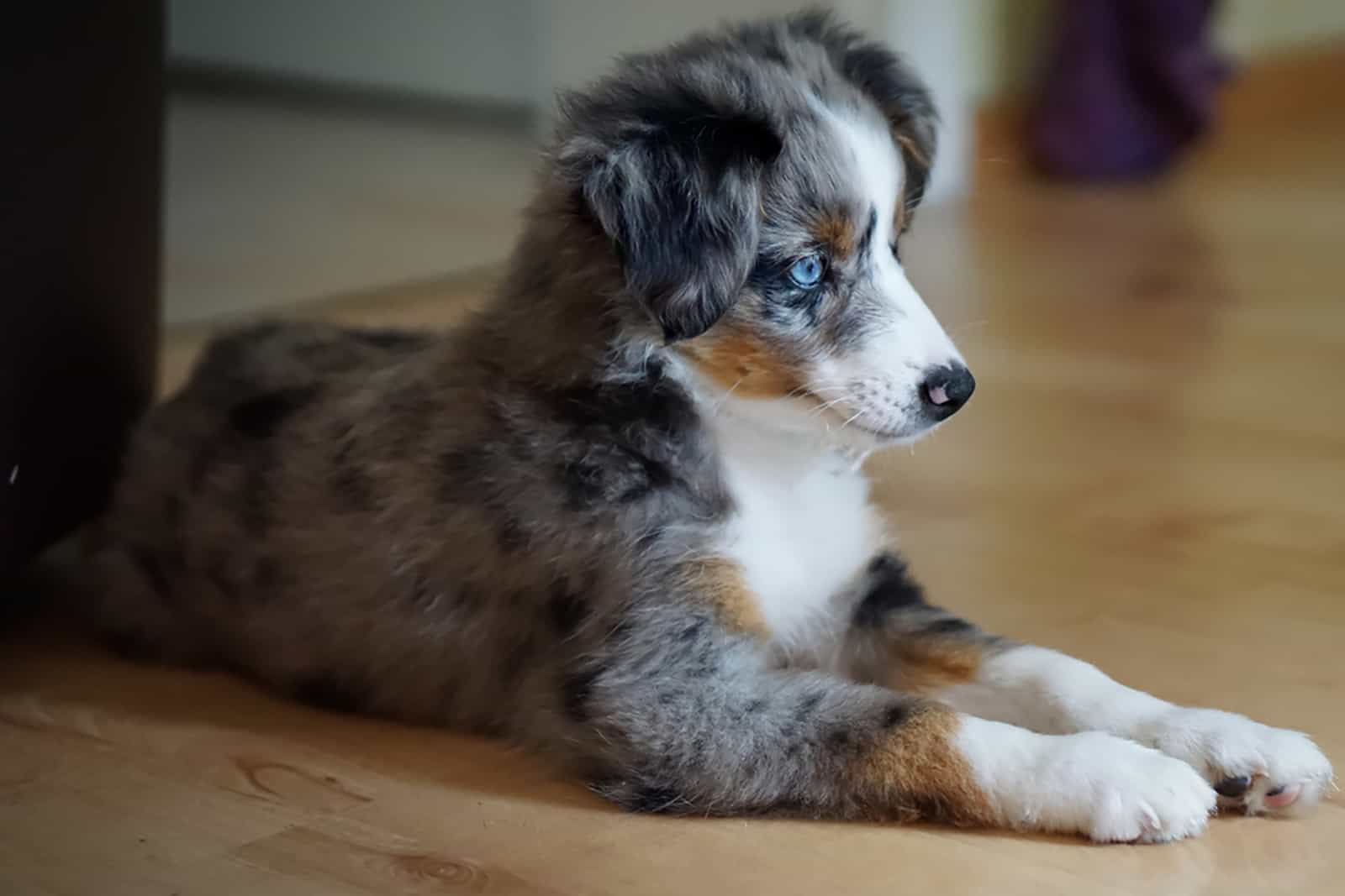 miniature australian shepherd dog lying indors