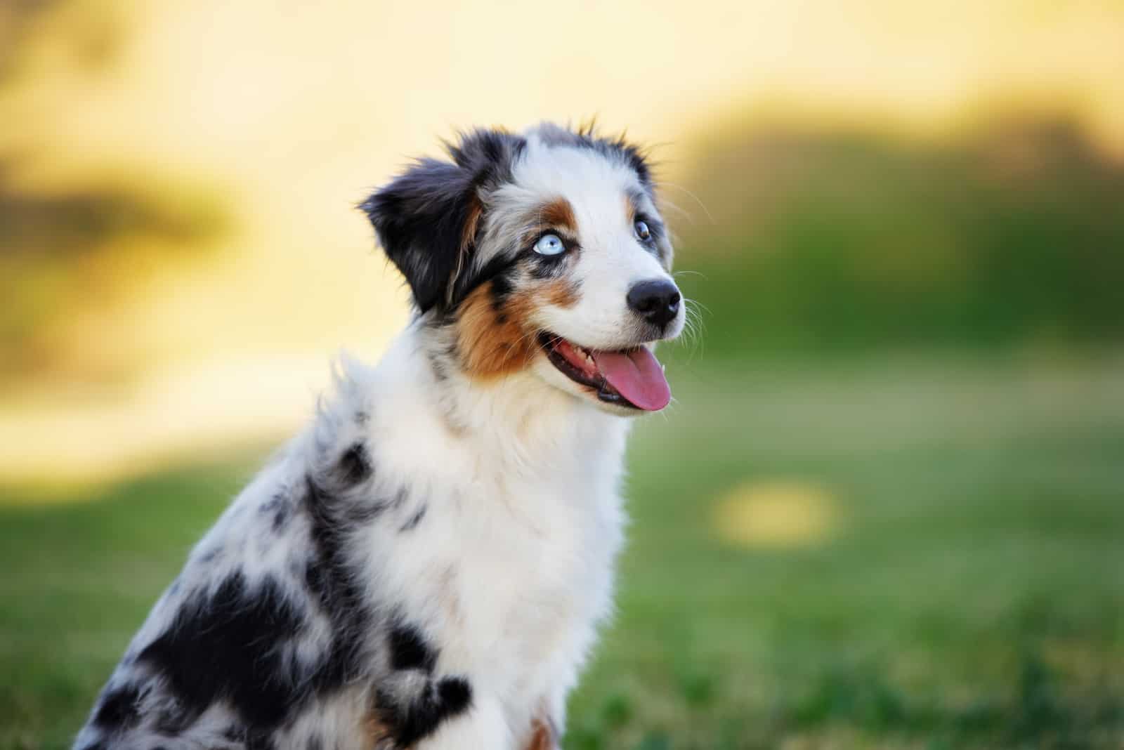 miniature australian shepherd